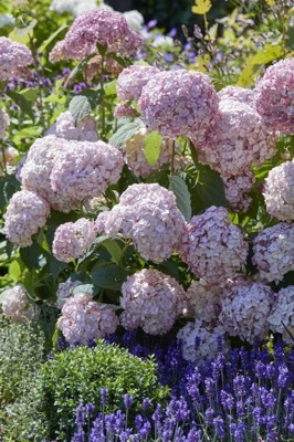 Hydrangea-Candybelle Bubblegum_Garden