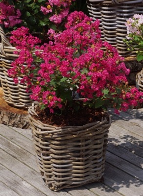 Lagerstroemia-Kiss_Pot