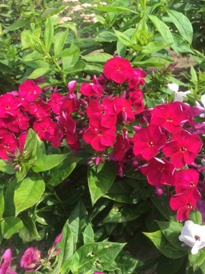 Phlox-Cherry Crush_Flower