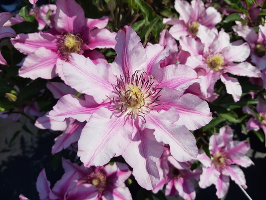 Clematis Isabella