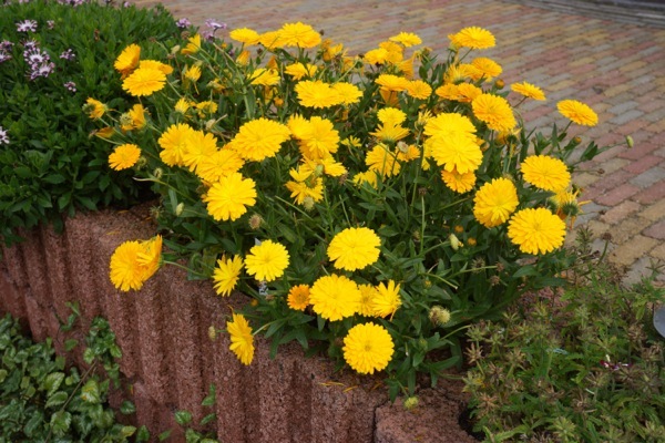 Calendula-Golden Glaze_Garden