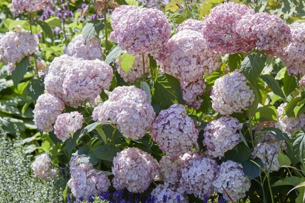 Hydrangea-Candybelle Bubblegum_Garden