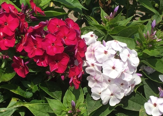 Phlox-Cherry Crush_Flower