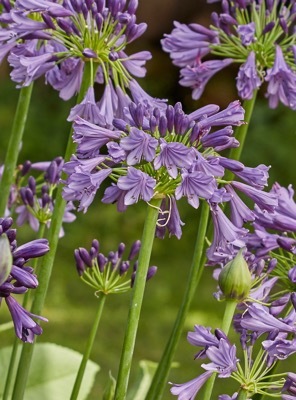 Agapanthus-Ever Amethyst_Close up flower