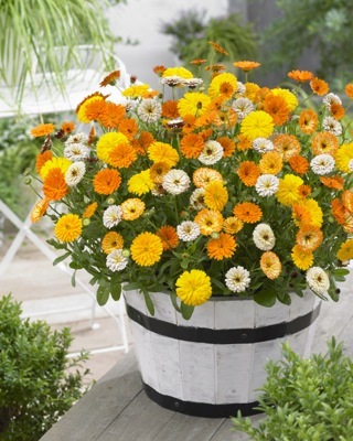 Calendula-Golden Glaze_Patio