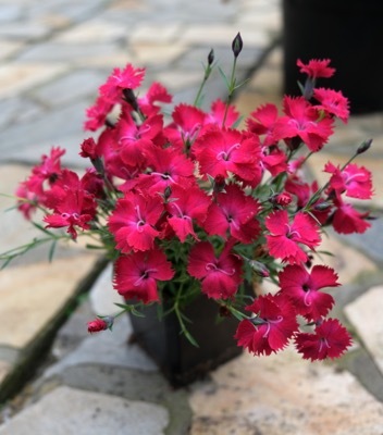 Dianthus-Vivid Cherry Charm_Pot