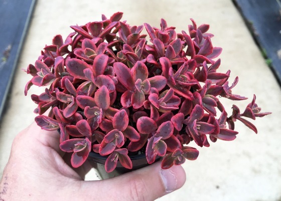 Sedum-Sunsparkler Wildfire_Nursery