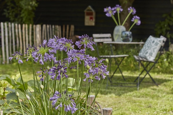 Agapanthus-Ever Amethyst_Flower