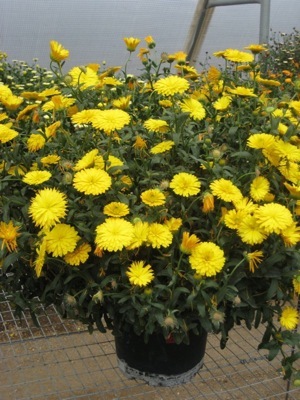 Calendula-Golden Glaze_Pot