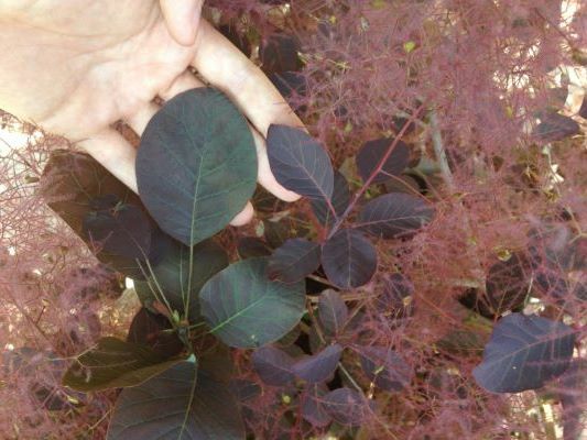 Cotinus-Dusky Maiden_Foliage