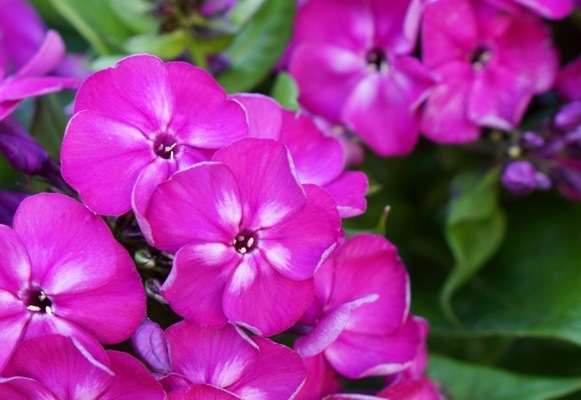 Phlox-Bambini Desire_Close up flower