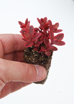 Sedum-Sunsparkler Wildfire_Nursery