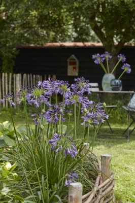 Agapanthus-Ever Amethyst_Flower