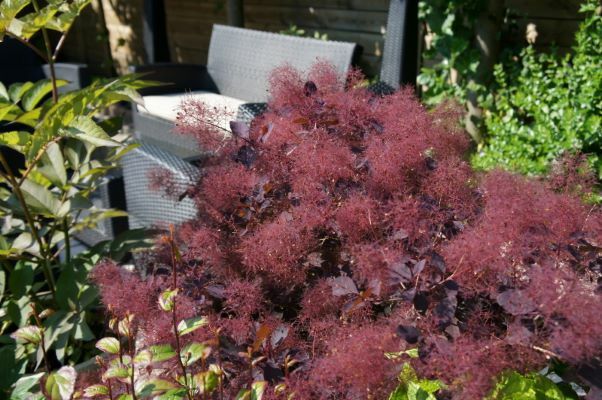 Cotinus-Dusky Maiden_Garden