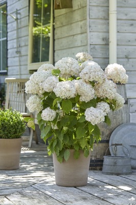 Hydrangea-Marshmallow_Patio