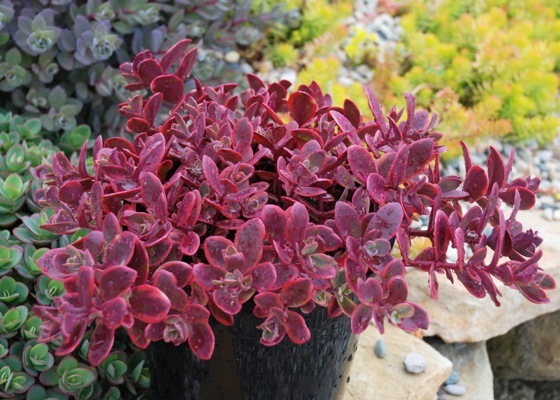 Sedum-Sunsparkler Wildfire_Patio