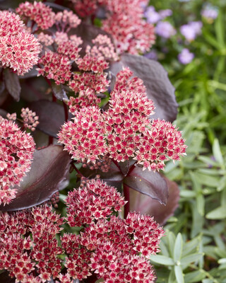 Sedum Black Knight