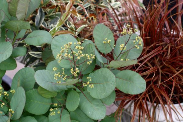 Cotinus-Old Fashioned_Flowers