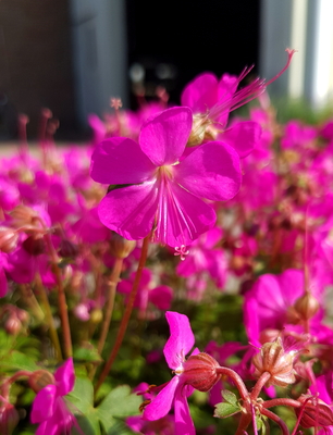 Geranium Intense