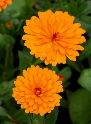 Calendula-Peach Polar_Close up flower