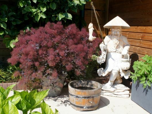 Cotinus-Dusky Maiden_Patio