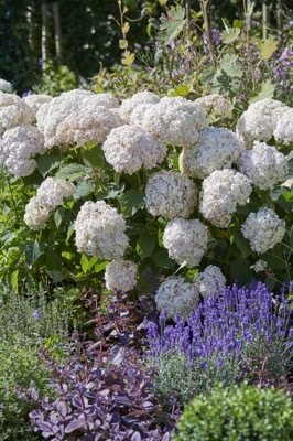 Hydrangea-Marshmallow_Garden