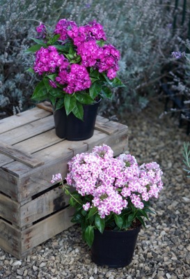 Phlox-Bambini Desire_Patio