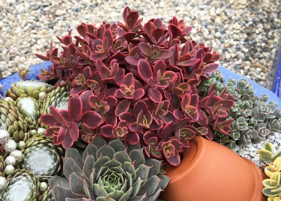 Sedum-Sunsparkler Wildfire_Patio