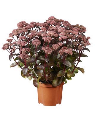 Sedum Black Knight