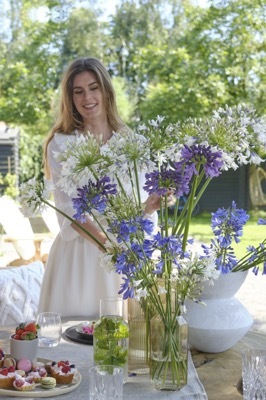 Agapanthus-Ever Amethyst_Patio