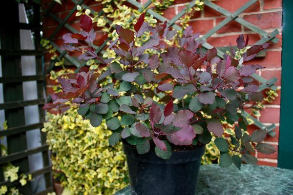 Cotinus-Dusky Maiden_Pot