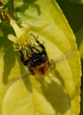 Diervilla-Honeybee_Close up flower