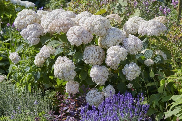 Hydrangea-Marshmallow_Garden