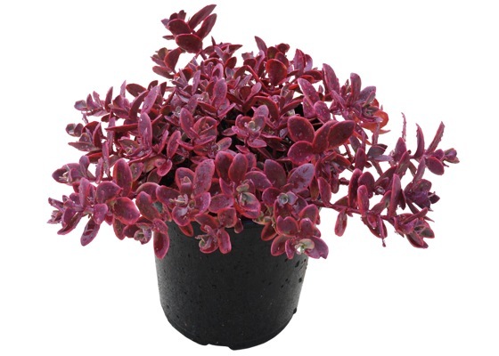 Sedum-Sunsparkler Wildfire_Pot