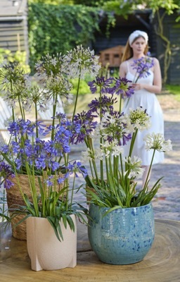 Agapanthus-Ever Amethyst_Patio