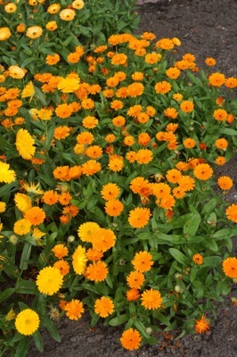 Calendula-Peach Polar_Garden