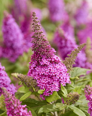 Buddleja Butterfly Candy Lil Cerise