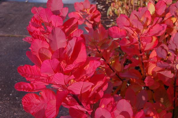 Cotinus-Old Fashioned_Foliage