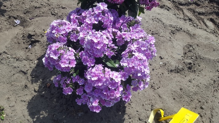 Phlox-Lucky Lilac_Garden