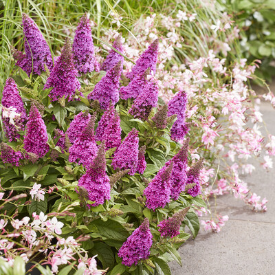 Buddleja Butterfly Candy Lil Cerise