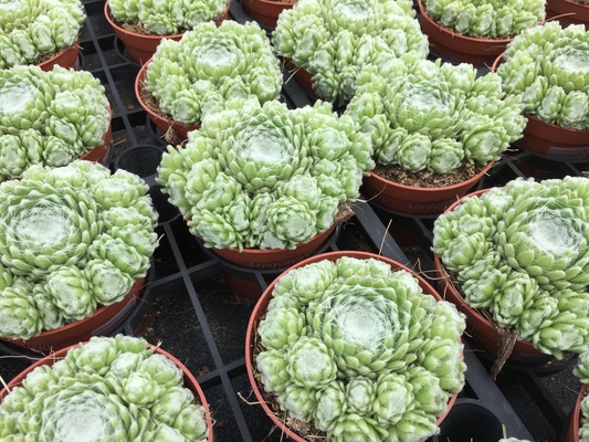 Sempervivum Summer Frost