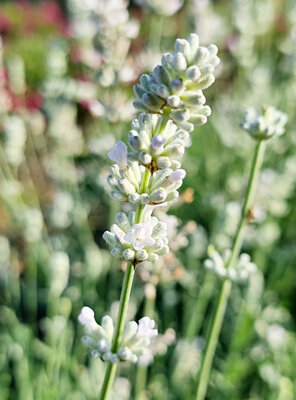 Lavandula Big Time White