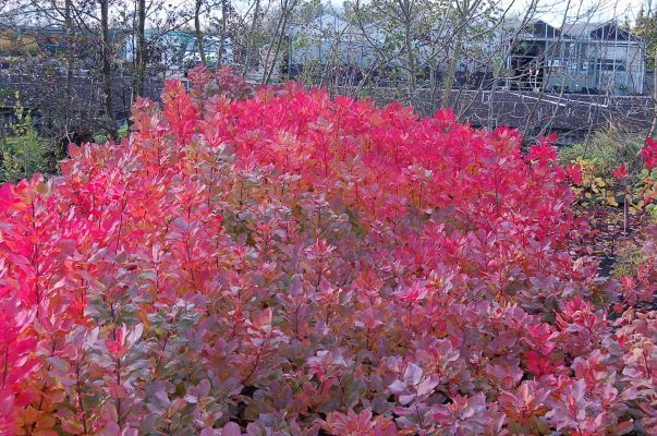 Cotinus-Old Fashioned_Garden