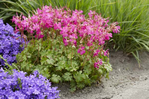 Geranium Intense