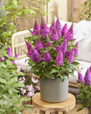 Buddleja Butterfly Candy Lil Cerise