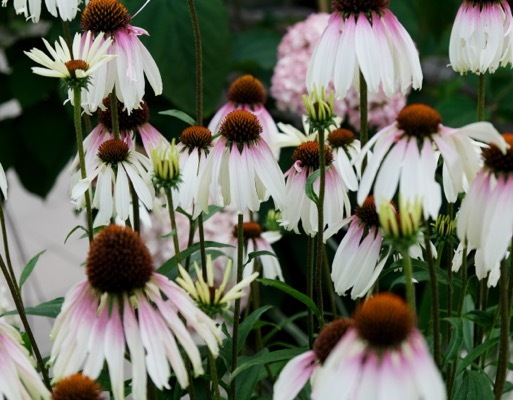 Echniacea-Pretty Parasols_Flower