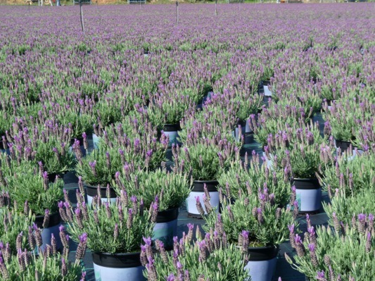 Lavandula-Lusi Purple_Nursery