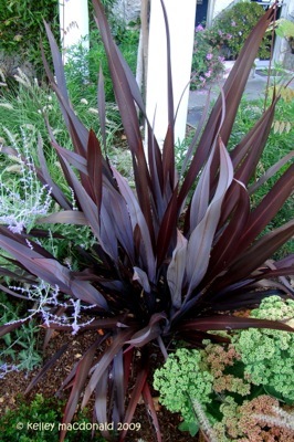 Phormium-Black Adder_Garden