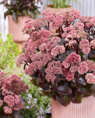 Sedum Black Knight