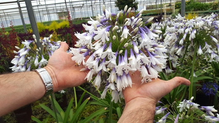 Agapanthus-Fireworks_General